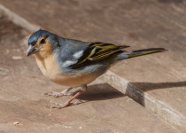 Atlantic Canary