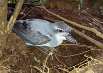 Atlantic petrel
