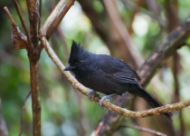 Atlantic Royal Flycatcher