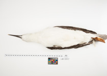 Atlantic Yellow-nosed Albatross