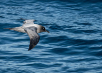 Atlantic yellow-nosed albatross