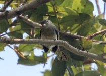 Attenborough's Gnatcatcher