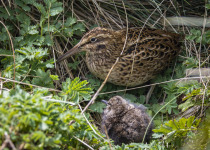 Auckland Islands snipe