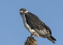 Augur Buzzard