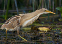Australasian Bittern