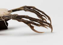 Australasian bittern