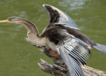 Australasian Darter