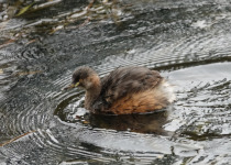 Australasian Grebe