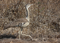 Australian Bustard