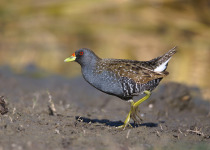 Australian Crake