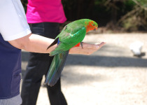 Australian King Parrot