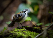 Australian Logrunner