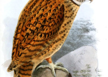 Australian Masked Owl