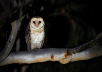 Australian Masked Owl