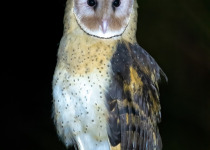 Australian Masked Owl