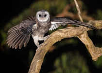 Australian Masked Owl