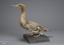 Australian merganser