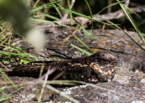 Australian Owlet-nightjar