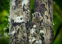 Australian Owlet-nightjar