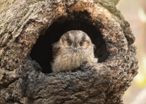 Australian Owlet-nightjar