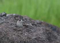 Australian Pratincole