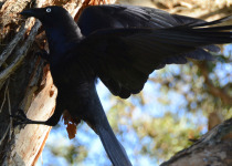 Australian Raven