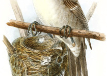 Australian Reed Warbler