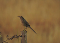 Australian Reed Warbler