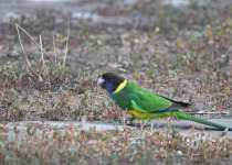 Australian Ringneck