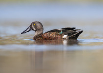 Australian Shoveler