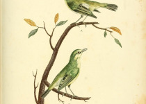 Australian White-eye