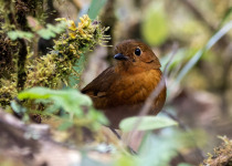 Ayacucho Antpitta