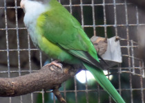 Aymara Thorn-tailed Rayadito