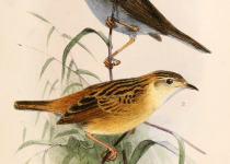 Ayres's Cisticola