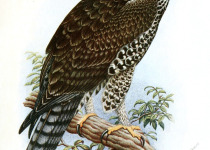 Ayres's Hawk-Eagle
