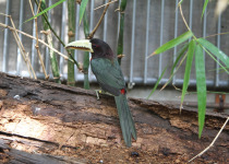 Azara's Aracari