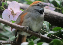 Azara's Spinetail