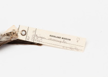 Azure-crested Flycatcher