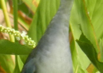Azure Gallinule