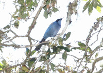 Azure-hooded Jay