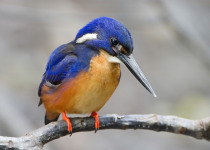 Azure Kingfisher