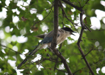 Azure-winged Magpie