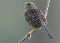 Bachman's Sparrow
