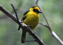 Baglafecht Weaver