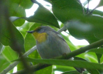 Bahama Warbler