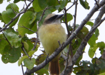 Baird's Flycatcher