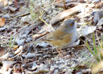 Baird's Junco