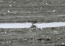 Baird's Sandpiper