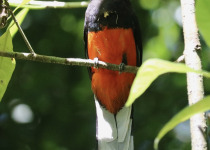 Baird's Trogon