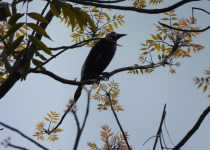 Bald-headed Crow
